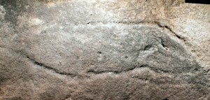 Milyerra Trail - an engraving of an eel