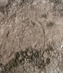 Milyerra Trail - a fake engraving of a kangaroo