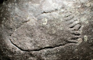 Milyerra Trail - an engraving of a many toed mundoe