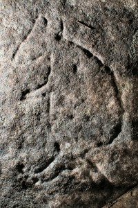 Milyerra Trail - an engraving of a small pademelon