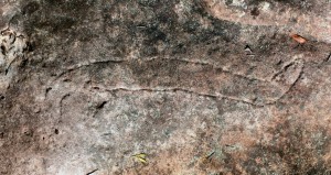 Bambara Road - an engraving of a snake