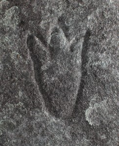 Mangrove Road South - an engraving of a three toe mundoe