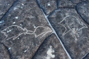 Basin Track - an engraving of a line of small wallabies