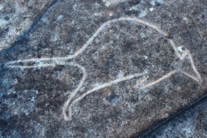 Basin Track - an engraving of a wallaby