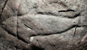 Washtub Gully - an engraving of a fish