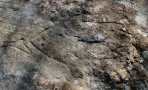 Gibberagong Track - an engraving of a fish