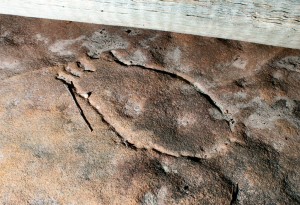 Bobbin Head Track - en engraving of a mundoe under a log
