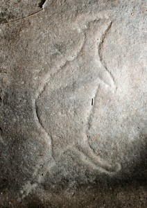 Peats Ferry Firetrail - an engraving of a small wallaby